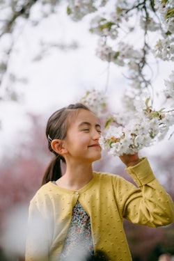 Cute young girl smiling with sakura cherry blossoms, Tokyo, Japan