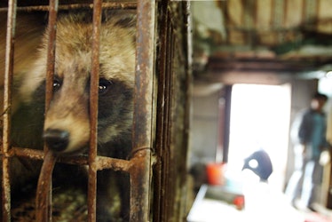 A raccoon dog destined for the dinner table looks out of its cage in Xin Yuan wild animal market in ...