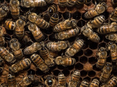 bees inside beehive while making honey detail