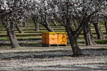 Stacked beehives  aid in the pollination of almond blossoms in Northern California almond orchard.  ...