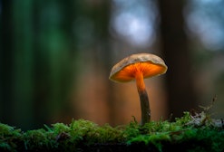a mushroom in the forest in an article about functional mushrooms brands