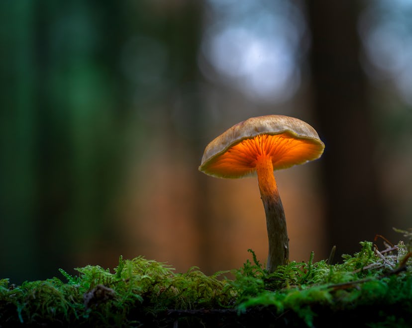 a mushroom in the forest in an article about functional mushrooms brands