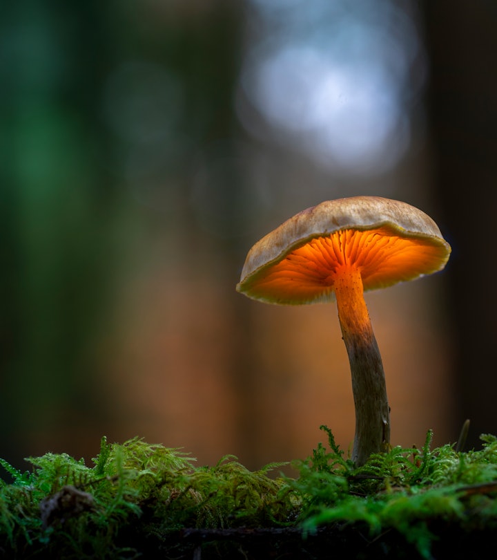a mushroom in the forest in an article about functional mushrooms brands