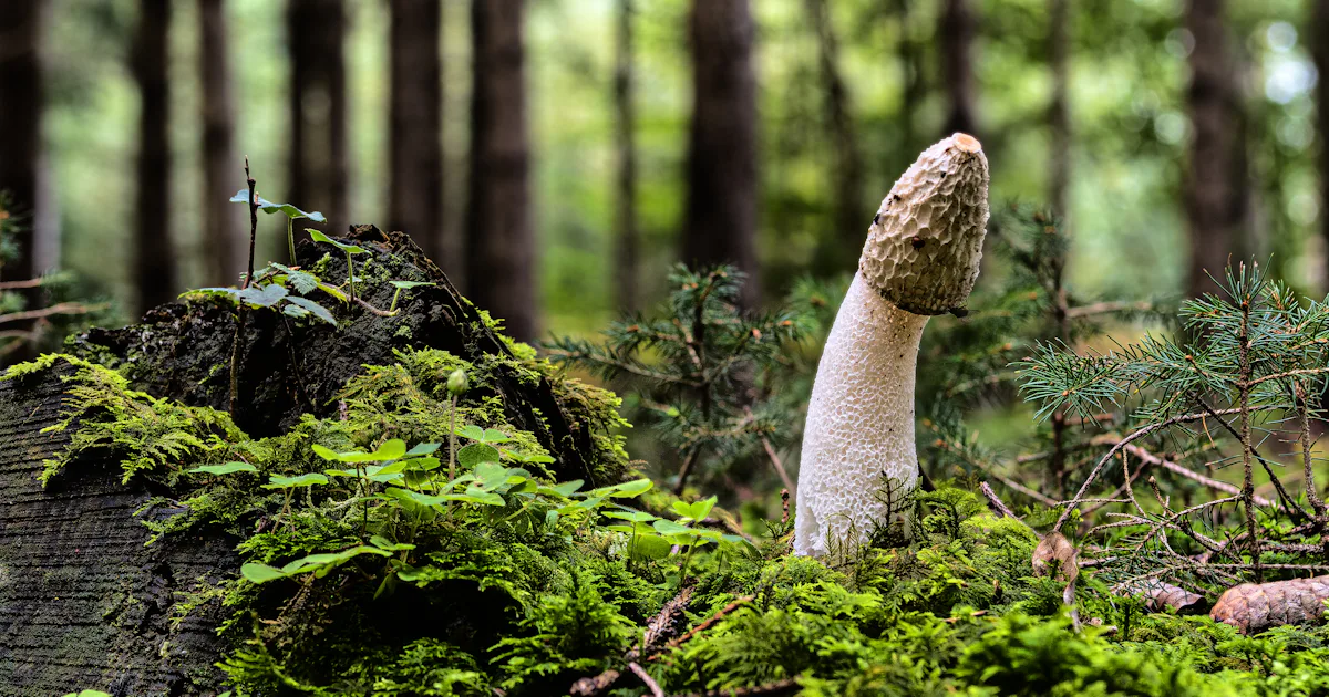 Why Is The Tip Of The Penes Mushroom Shaped
