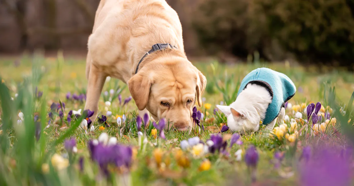 Do Dogs Get Seasonal Allergies? How To Tell If Pollen Gets To Your Pup