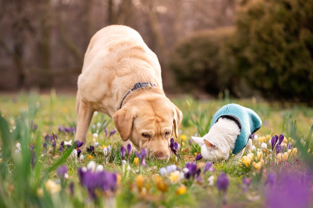 Labrador retriver with chihuahua snot in blooming crocuses. Outdoor photo photo