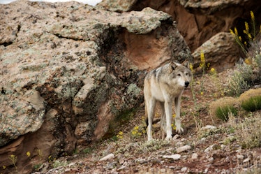 Gray wolf exhibiting behaviors in the Western USA