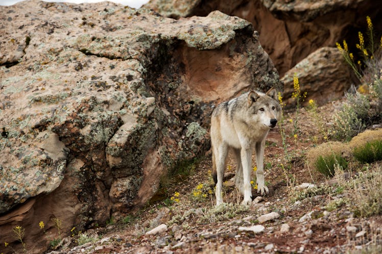 Gray wolf exhibiting behaviors in the Western USA