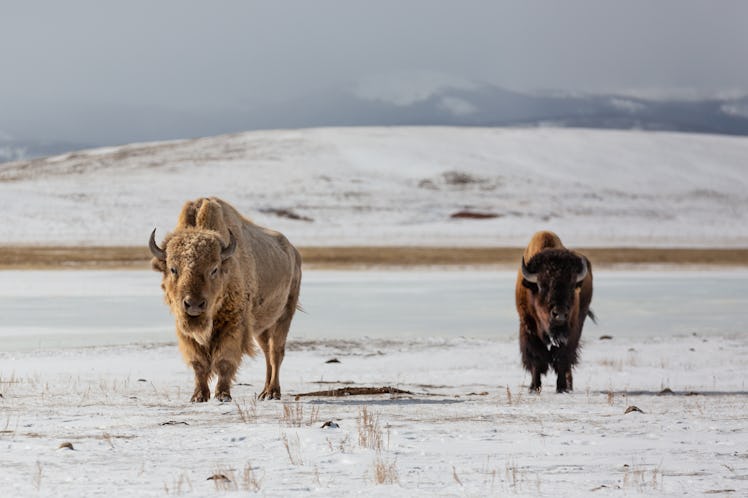 American bison and albino bison on the plains of western USA. Snowy field with mountains in the back...