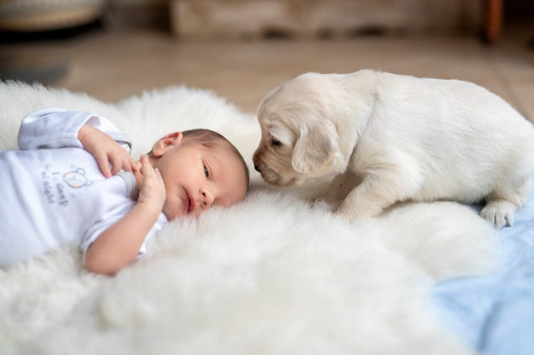 A baby with a puppy.