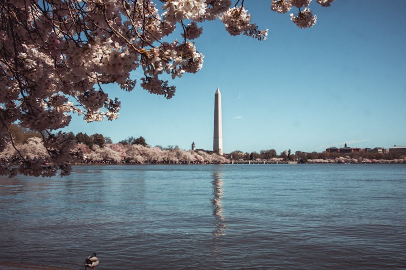 A view of Washington Monument from the  Tidal Basin during daytime and full cherry blossom bloom.
