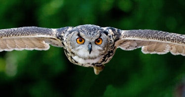 Photo of a gray owl swooping into the camera with a menacing face.