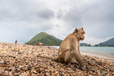 Ko Moo or Monkey Island.The island received its unofficial name thanks to its many inhabitants -...