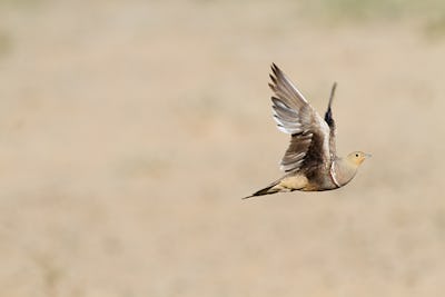 An image of a Namaqua sandgrouse, which stores water in its feathers.