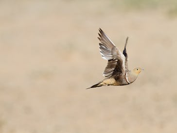 An image of a Namaqua sandgrouse, which stores water in its feathers.