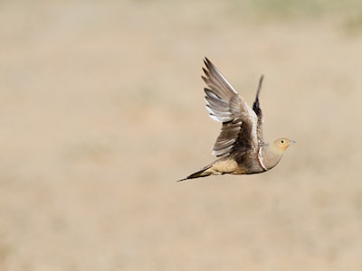 An image of a Namaqua sandgrouse, which stores water in its feathers.