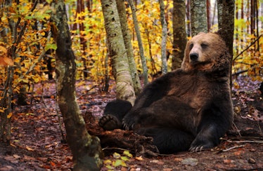Brown bear sitting in the autumn forest
