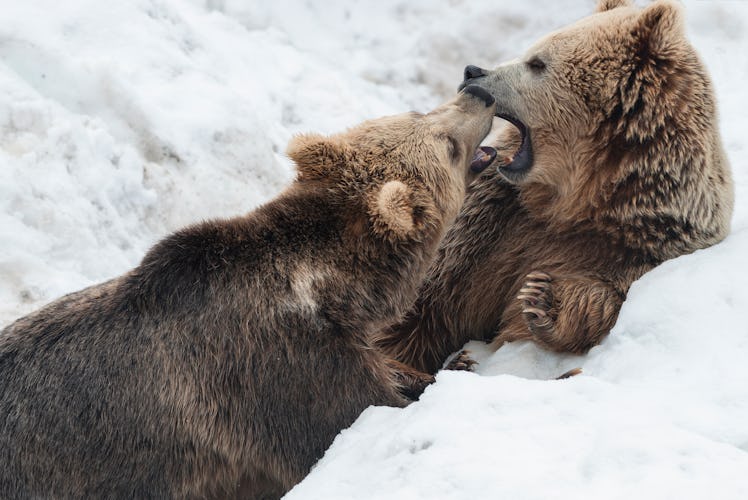 two bears on snow pack, one with its snout inside the other's mouth