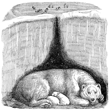 Polar Bear (Ursus maritimus) and her cubs in a maternity den. Vintage etching circa 19th century.