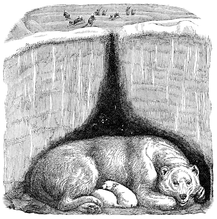 Polar Bear (Ursus maritimus) and her cubs in a maternity den. Vintage etching circa 19th century.
