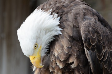 A bald eagle looks down, almost sadly, as news broke that a viral bald eagle who adopted a rock egg ...