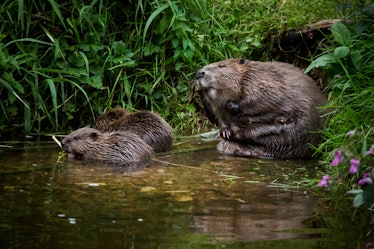 beavers in the UK