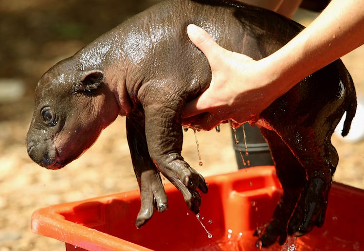 'Monifa', a Pygmy Hippopotamus female calf, is taken out of a bath at Taronga Zoo on November 7, 200...