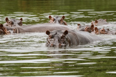 DORADAL, COLOMBIA - MARCH 29: Hippos are seen swimming close to the Magdalena River in Doradal, Colo...