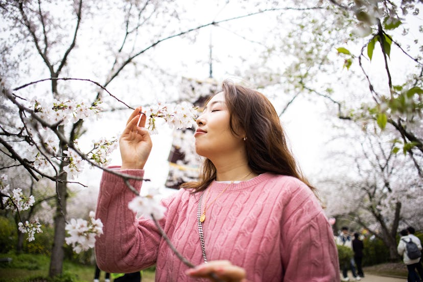 Asian woman smelling cherry blossoms flowers in spring