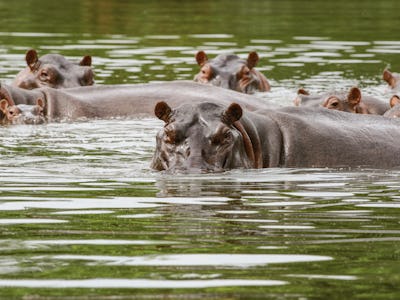 DORADAL, COLOMBIA - MARCH 29: Hippos are seen swimming close to the Magdalena River in Doradal, Colo...
