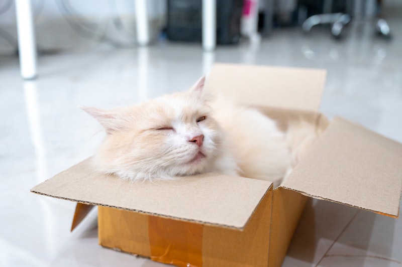 White and brown Persian cat lying in a cardboard box in a relaxed mood.