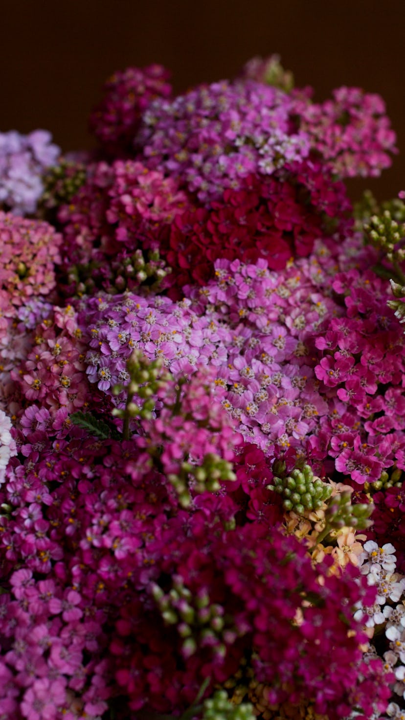 Bouquet of flowers, beautiful Yarrow