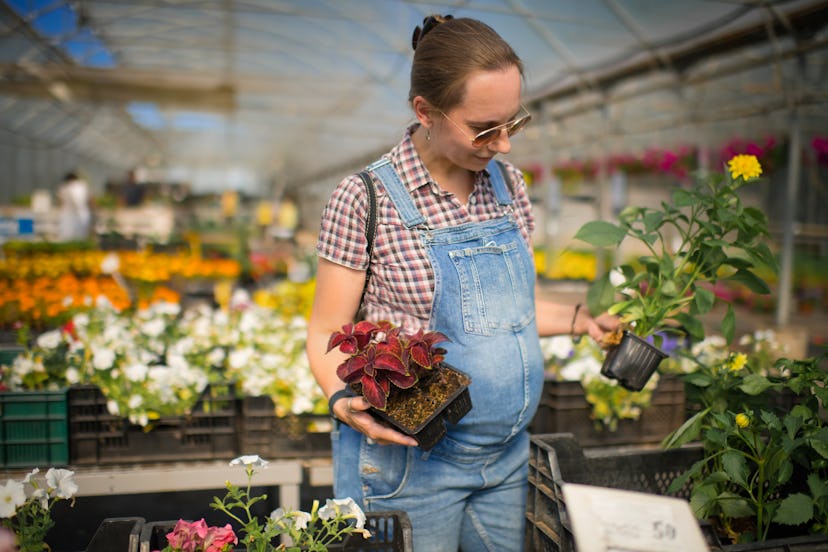 Pregnant woman choosing plants in a garden center, in a story answering the question, can you take c...