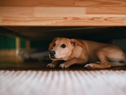Terrified little dog lying on the floor below bed.