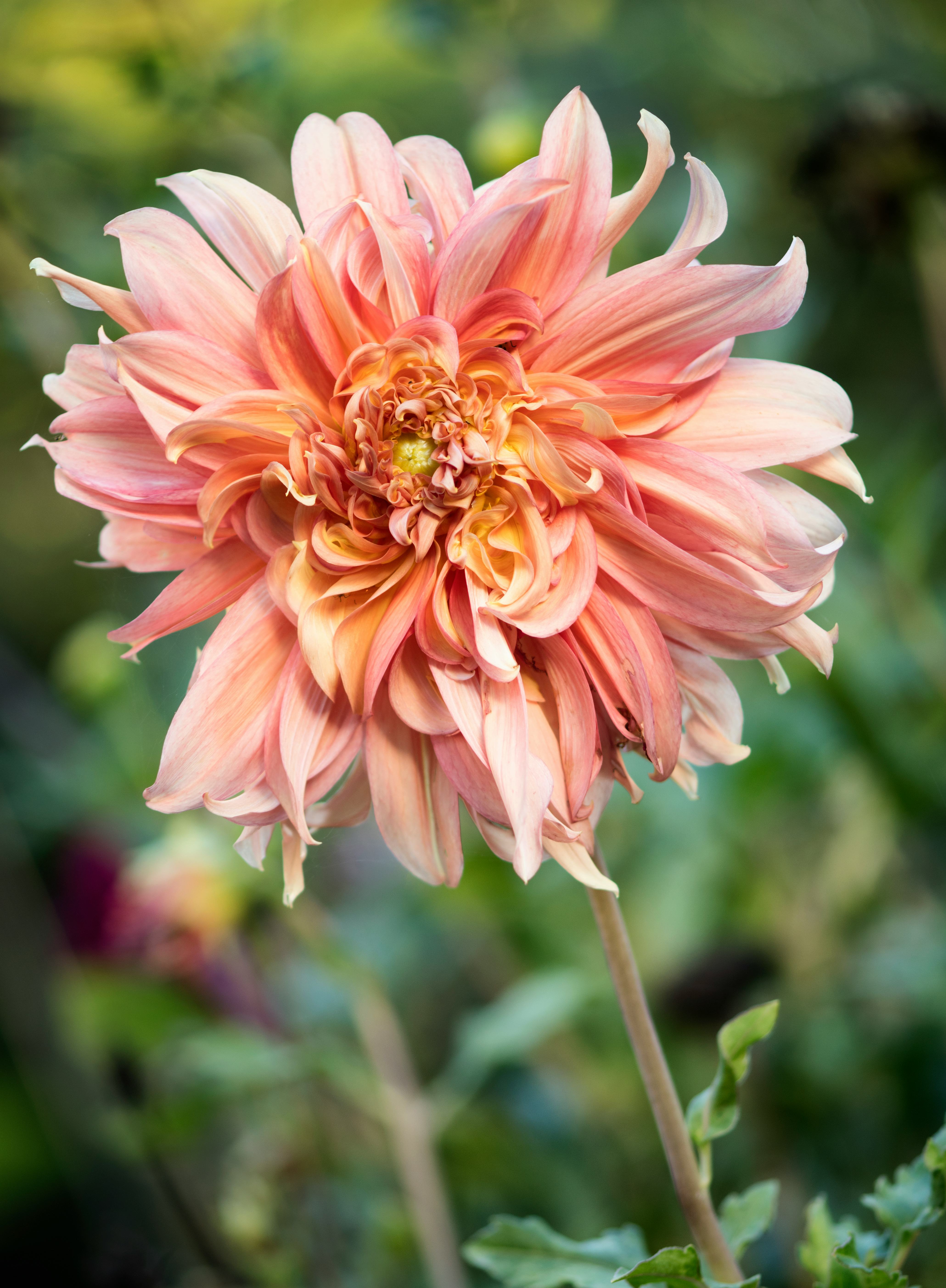Vibrant garden dahlias in bloom. How to plant and grown dahlias.