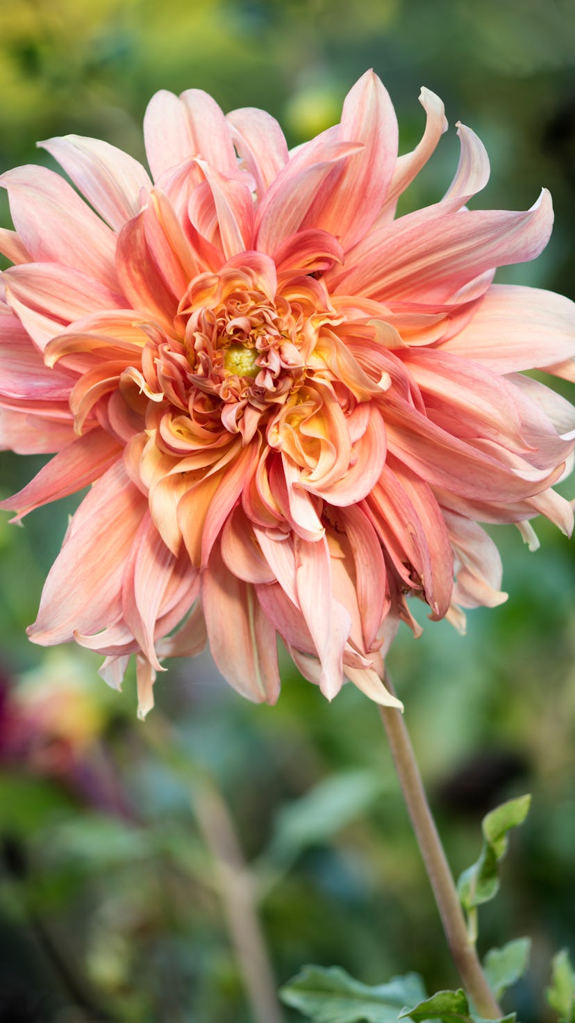 Vibrant garden dahlias in bloom. How to plant and grown dahlias.