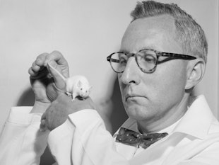 1960s bow tied, lab coated scientist is pictured with a white mouse. (Photo by Kirn Vintage Stock/Ge...