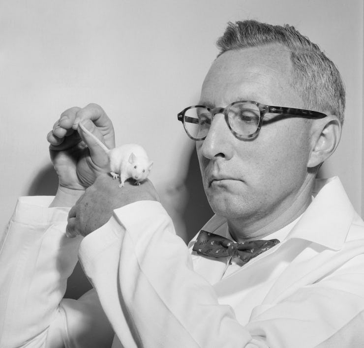 1960s bow tied, lab coated scientist is pictured with a white mouse. (Photo by Kirn Vintage Stock/Ge...