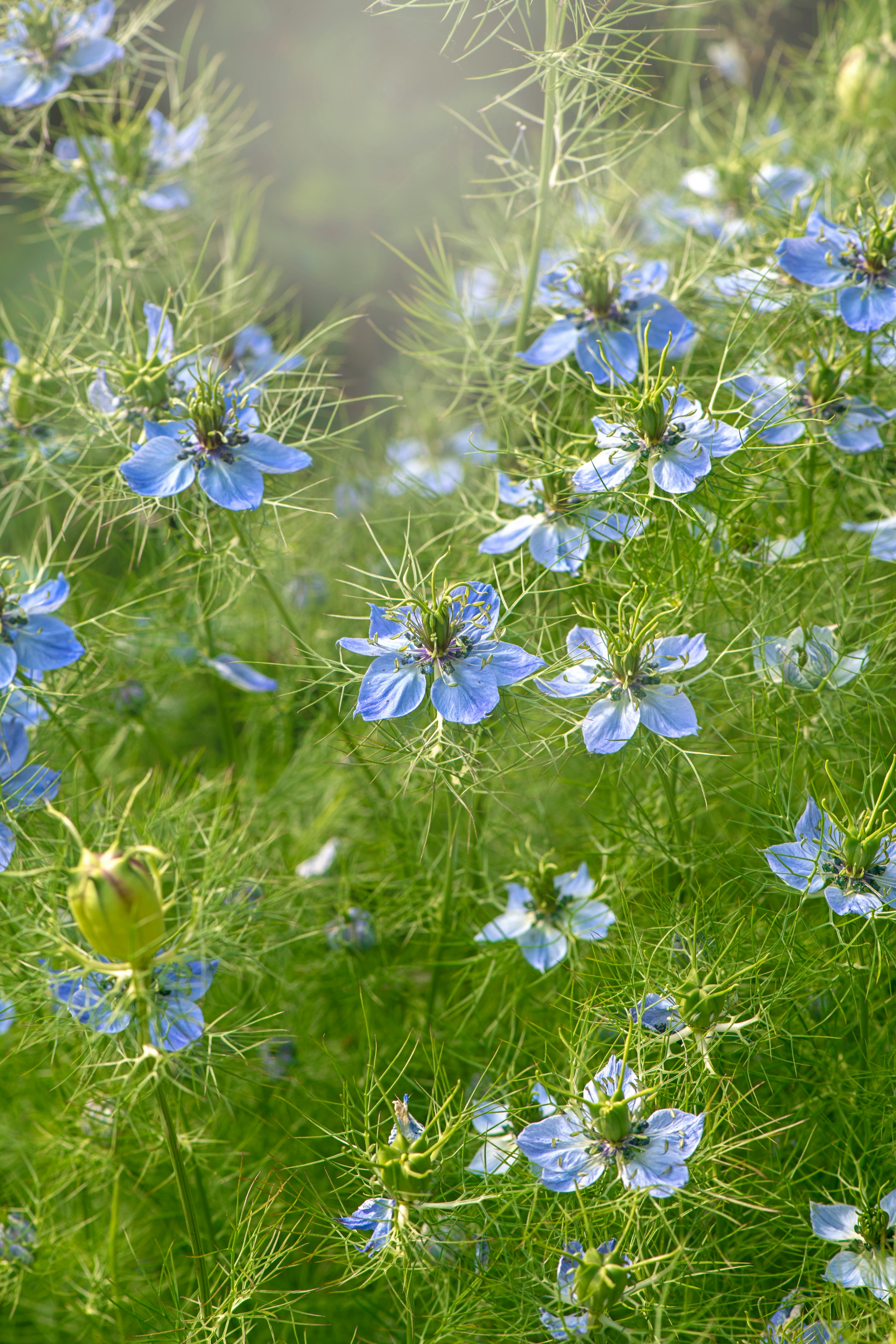 EasyToGrow Flowers For HomeGrown Bouquets