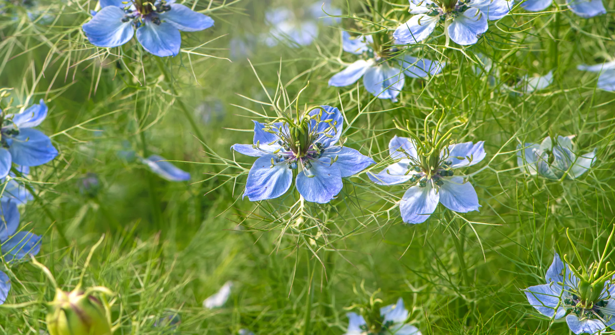Negulla Easy-To-Grow Flowers For Home-Grown Bouquets