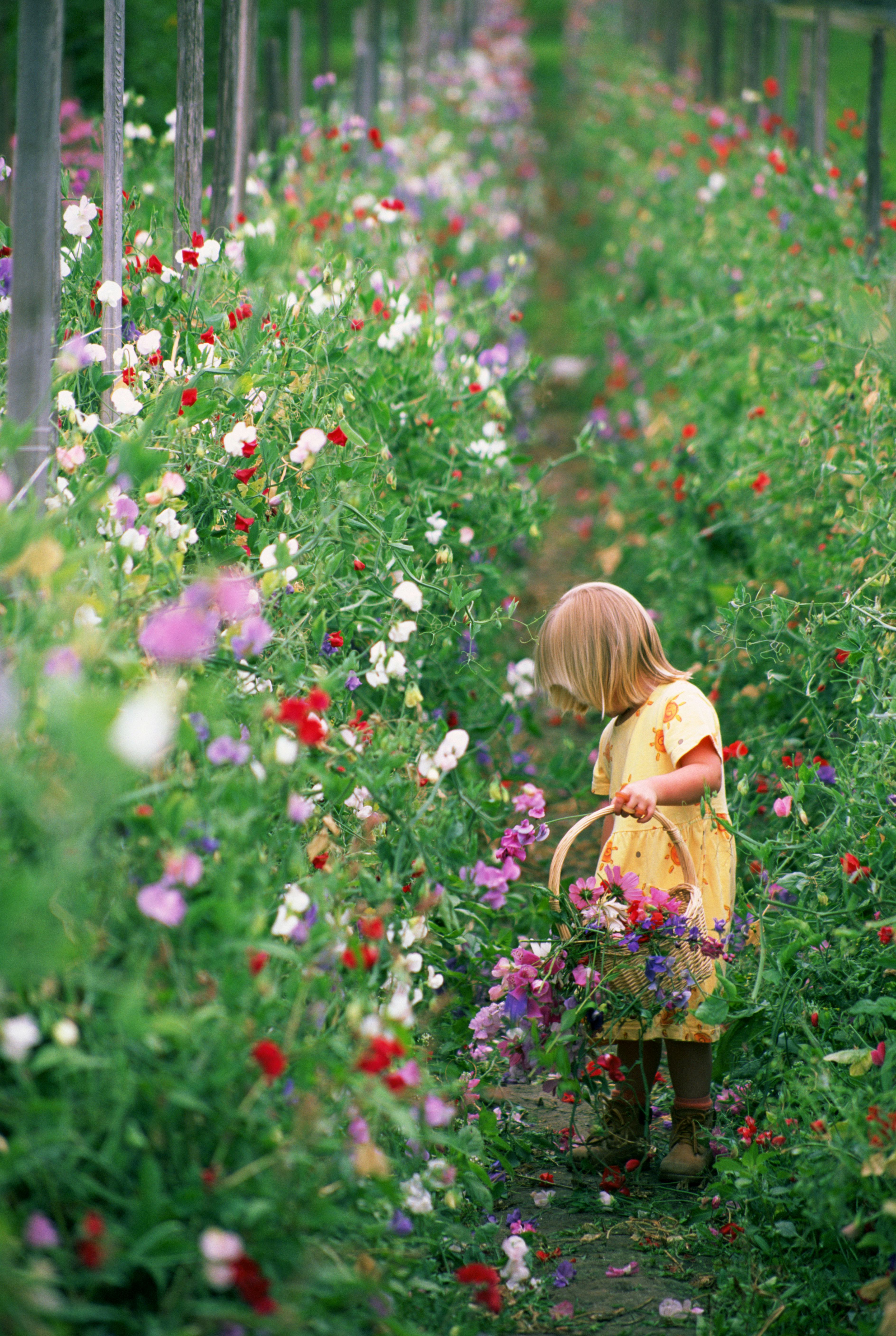 a little girl in a flower garden in an article about seeds to plant now for cut flowers all summer