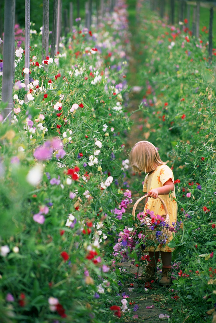 When Will My Wildflowers Bloom? - Homegrown Garden