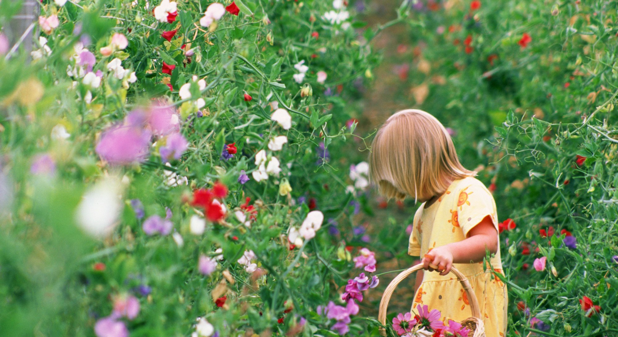 a little girl in a flower garden in an article about seeds to plant now for cut flowers all summer