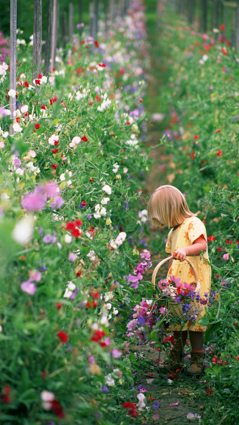 a little girl in a flower garden in an article about seeds to plant now for cut flowers all summer