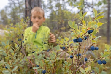 Forest blueberries in nature - a child eating wild berries from a bush. Harvest and picking bilberry