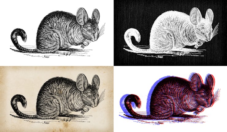 Antique animal illustration: Chinchilla