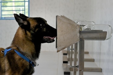 This photo taken on September 27, 2021 shows a dog sniffing a sample from Covid-19 coronavirus patie...
