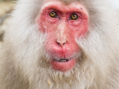 Japanese macaque