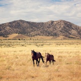 A wild horse in a Utah desert landscape