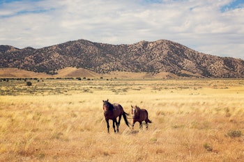 A wild horse in a Utah desert landscape